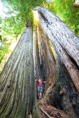 Family Tree DNA – Discover the Heartwood of Your Ancestry