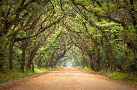 Genealogists Seek South Carolina Ancestors by Looking Behind the Veil