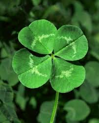 Looking far afield, the genealogist can find some interesting luck (and documents!)
